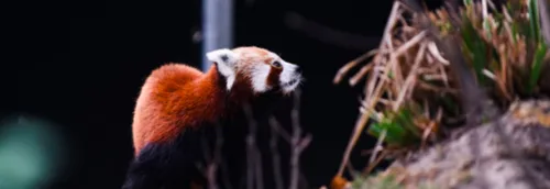 Mambo, panda roux et nouvelle arrivante au zoo de Lille