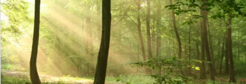 Un "Human vs Wild" version réalisable dans la forêt de Raismes