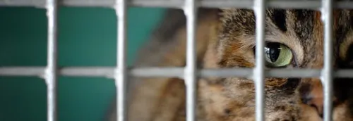 De plus en plus de chats abandonnés dans le Nord et le Pas-de-Calais