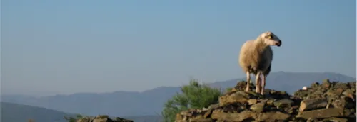 Début de l'Aïd el-Kebir, "la grande fête" de la religion musulmane