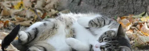 L'École du chat a besoin de dons