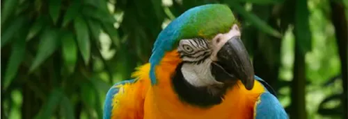 Animaux : des perroquets qui rougissent