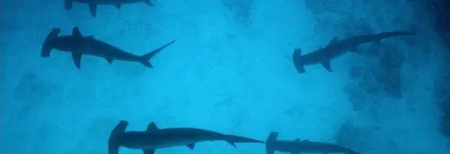 A Nausicaà, 7 requins marteaux décimés par leurs congénères
