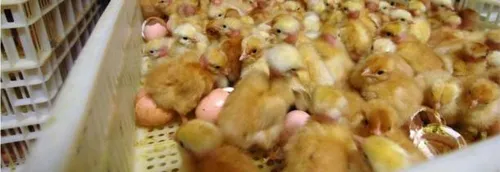 Steenwerck: 20 000 poussins périssent dans l'incendie d'un poulailler