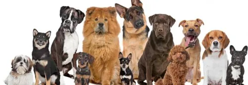 Journée Portes Ouvertes à l'école de chiens guides d'aveugles de Roncq