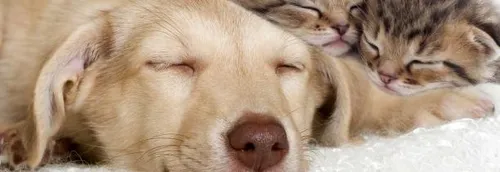 La SPA fait porte ouverte ce week-end