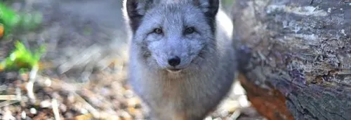 Fermeture annuelle du zoo de Lille