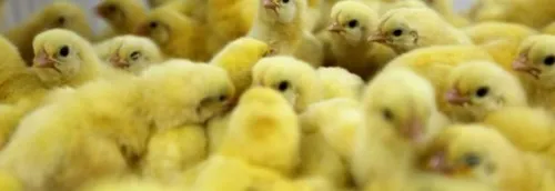 31 000 poussins meurent lors d'un incendie dans les Flandres