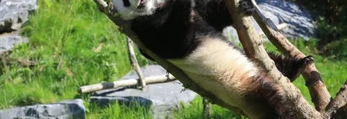 200 postes à pourvoir à Pairi Daiza