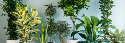 Retour des ventes de plantes au Palais Rameau