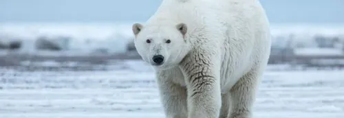 Bientôt des ours polaires à Pairi Daiza