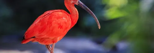 Réouverture du zoo d'Amiens