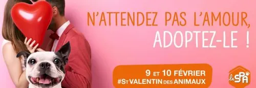 La SPA lance la Saint-Valentin des animaux