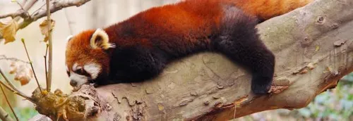 Réouverture des Zoos