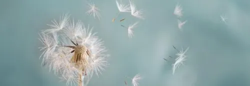 Allergies : les pollens en avance !