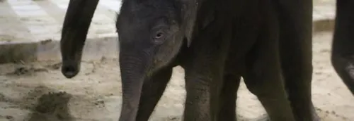 Naissance d'un éléphanteau à Pairi Daiza
