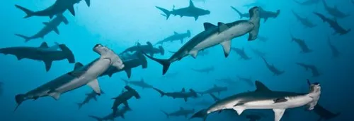 Nausicaà: il ne reste plus qu'un seul requin marteau