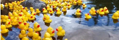Une Duck Race à la Madeleine ce dimanche matin