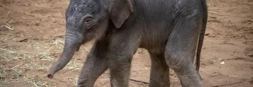 Carnet rose à Pairi Daiza