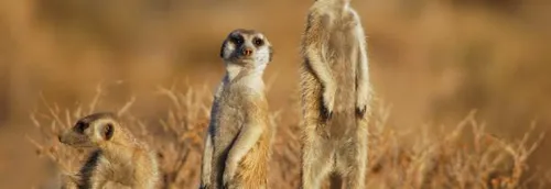 Carnet rose au zoo de Lille