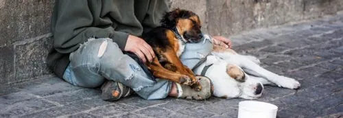 Une maraude pour les animaux à Lille