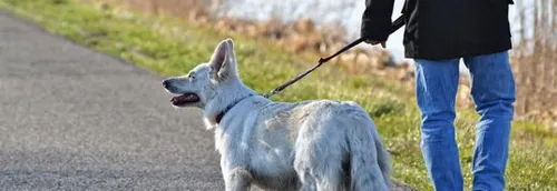 Recrudescence de vols d'animaux dans le Nord