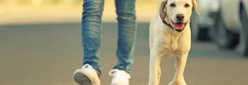 Une clean Walk à Croix avec vos chiens !