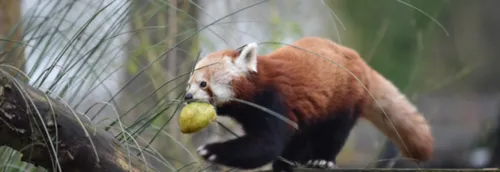 Le panda roux du zoo de Lille est mort