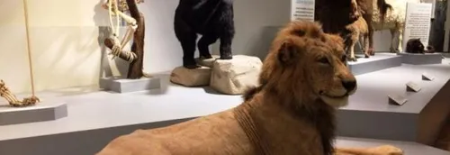 Un safari photo... à Lille