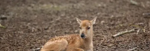 Pairi Daiza: naissance d'un cerf extrêmement rare