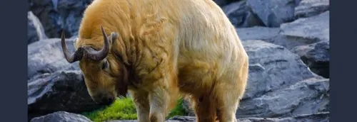 Pairi Daiza: naissance de deux takins dorés