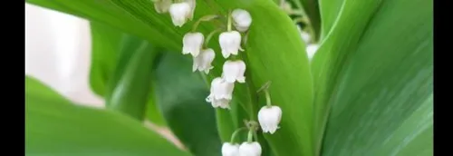 Muguet du 1er mai: vente à la sauvette interdite, fleuristes fermés