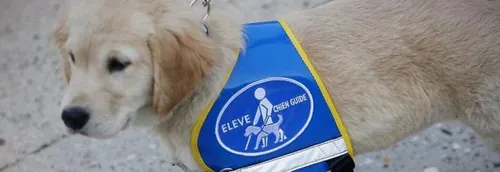 Pas de portes ouvertes chez les Chiens Guides d'Aveugles mais des...
