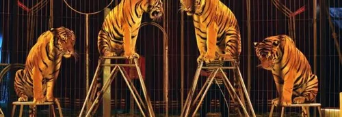 Les animaux sauvages bientôt interdits dans les cirques