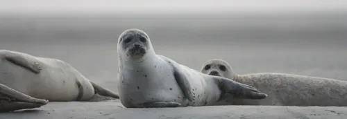 Trois bébés phoques remis en liberté à Calais !