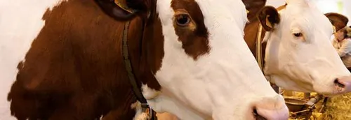 Le Salon de l'Agriculture 2021 annulé