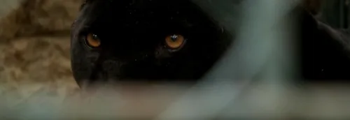 La panthère d'Armentières aurait été retrouvée aux Pays-Bas