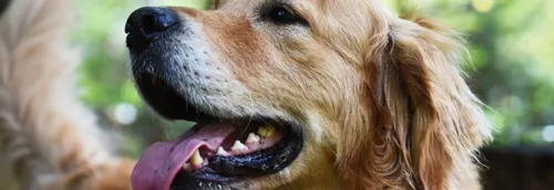 Les animaux de compagnie de plus en plus nombreux dans le Nord et...