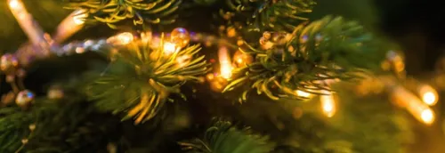 On peut bien acheter son sapin de Noël dès vendredi !