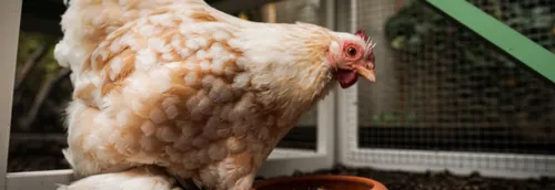 Grippe aviaire : 7 communes du Nord placés en zone de surveillance