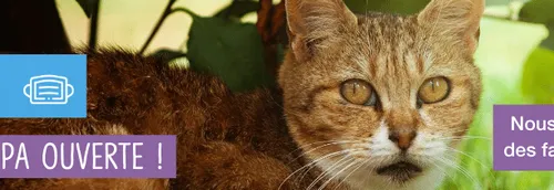 La mairie de Tourcoing versera bien 20 000 € à la SPA