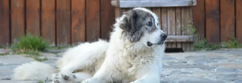 Le gouvernement durcit la lutte contre l'abandon des animaux