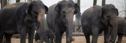Choisissez le prénom du bébé éléphant né à Pairi Daiza