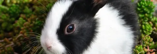 La SPA dénonce une hausse des abandons de NAC