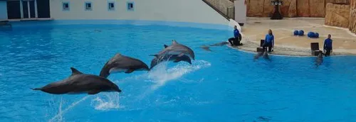 Le Parc Astérix ferme son delphinarium