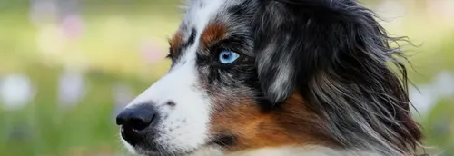 Le berger australien toujours chien préféré des Français