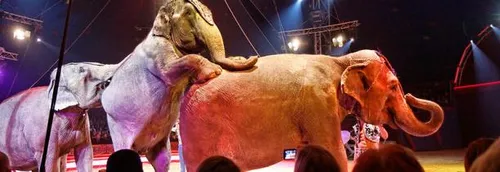 Manège à poney, vente en animalerie...Les mesures votées contre la...