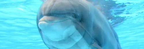 Parc Astérix : le dauphin Femke euthanasié
