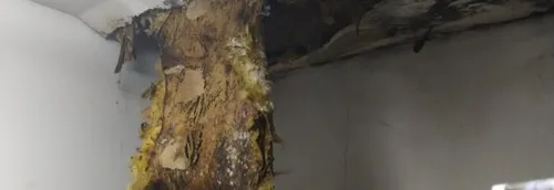 La Région s'engage à financer un nouveau refuge pour la LPA de Roubaix