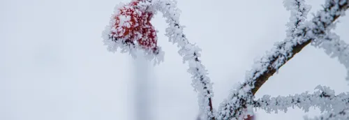 Le plan grand froid activé dans le Nord et le Pas-de-Calais